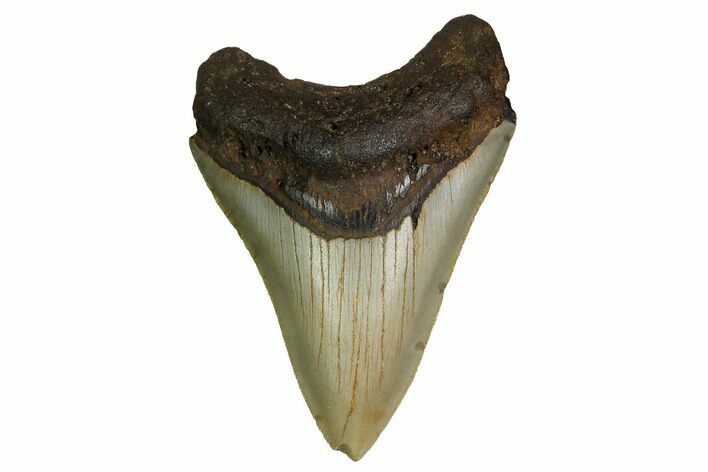 Serrated, Fossil Megalodon Tooth - North Carolina #160500